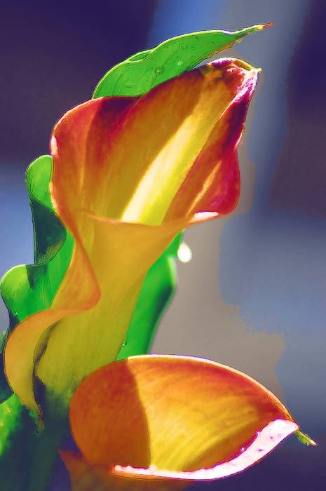 PEACH LILIES by DONNA BENTLEY PEACH LILIES by DONNA BENTLEY